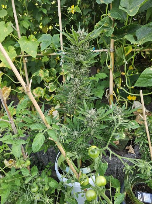 513Grow Outdoor. Week 11