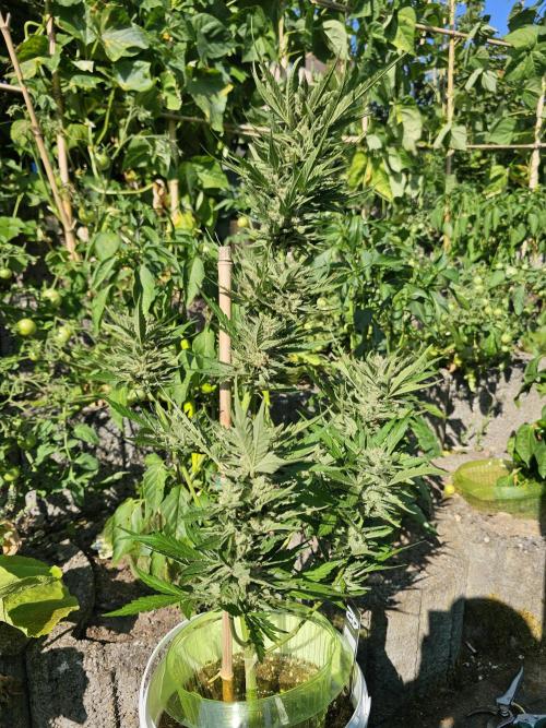 513Grow Outdoor. Week 11