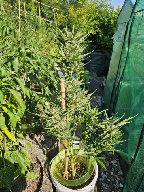 513Grow Outdoor. Week 11