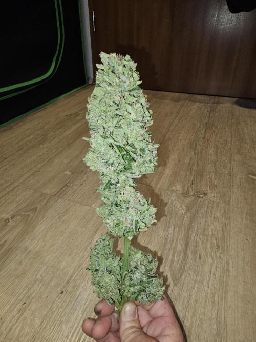 513Grow Outdoor. Week 11
