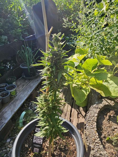 513Grow Outdoor. Week 11
