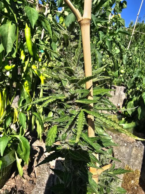 513Grow Outdoor. Week 11
