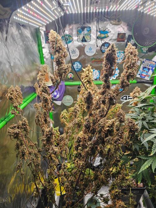 513Grow. Week 11