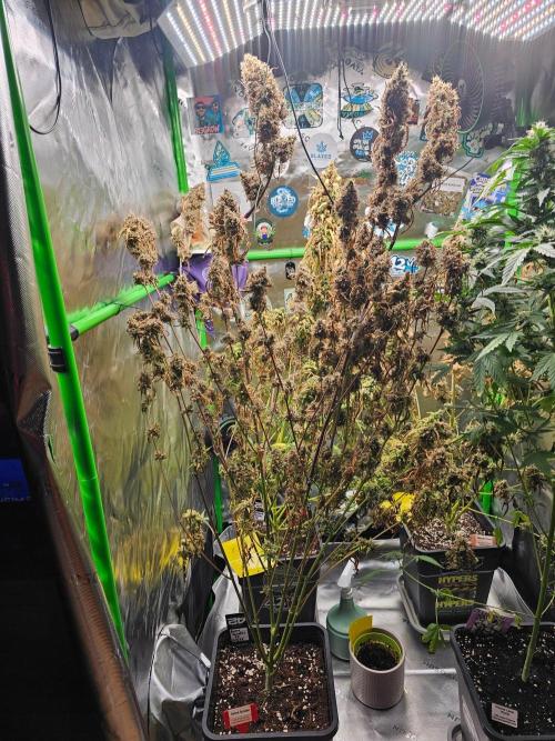 513Grow. Week 11