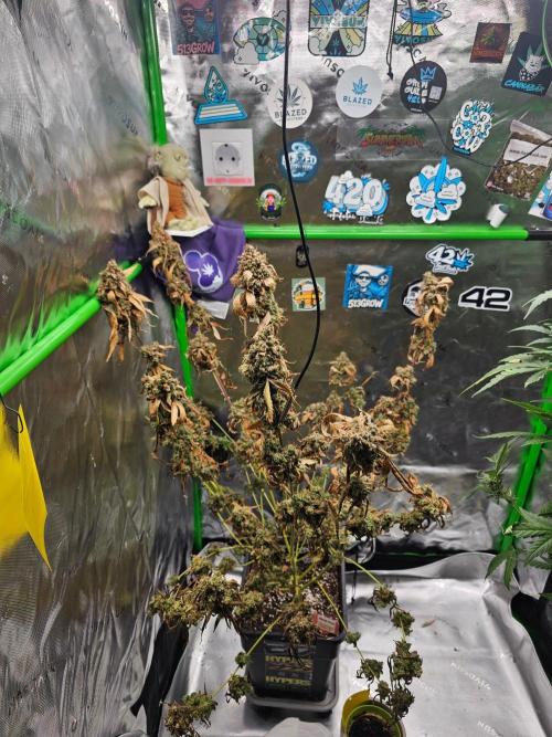 513Grow. Week 11