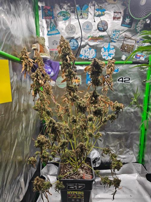 513Grow. Week 11