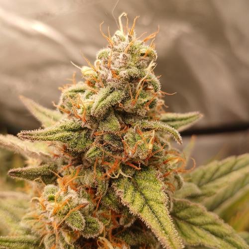 2nd Mango Smile. Week 10