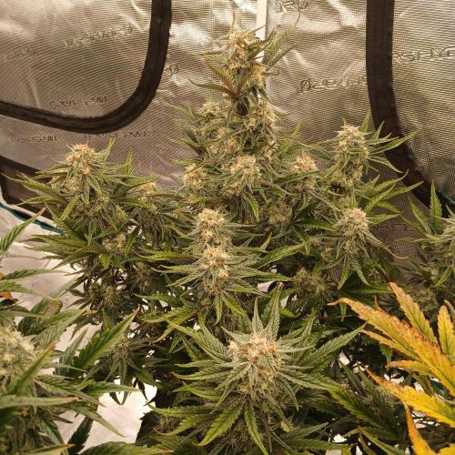 Blue Pie O'z. Week 9