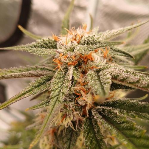 Blue Pie O'z. Week 9