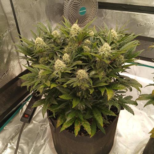 Sundae Thumper - Mephisto. Week 6