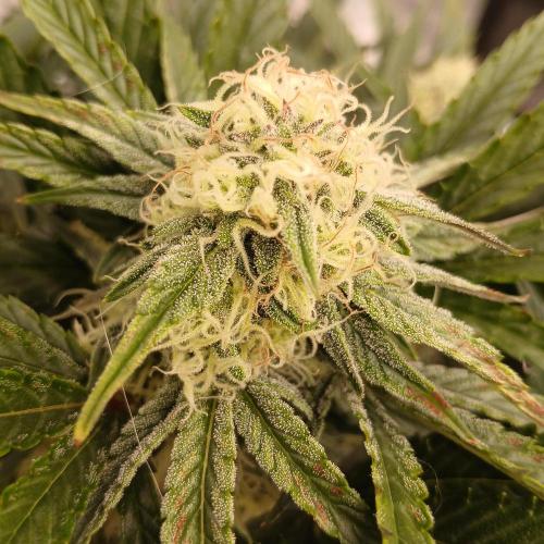 Sundae Thumper - Mephisto. Week 6