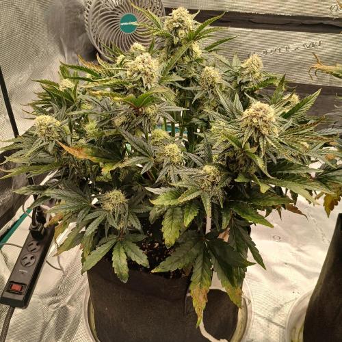 Sundae Thumper - Mephisto. Week 7