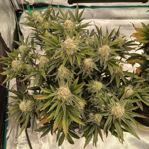 Sundae Thumper - Mephisto. Week 7