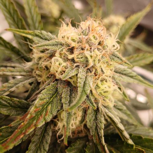 Sundae Thumper - Mephisto. Week 7