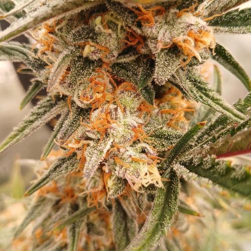 Blue Pie O'z. Week 10