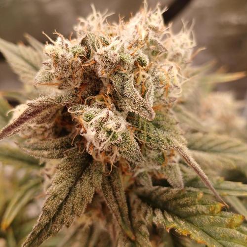 Lime O'z. Week 8
