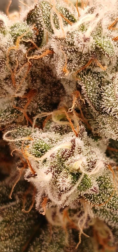 Lime O'z. Week 8