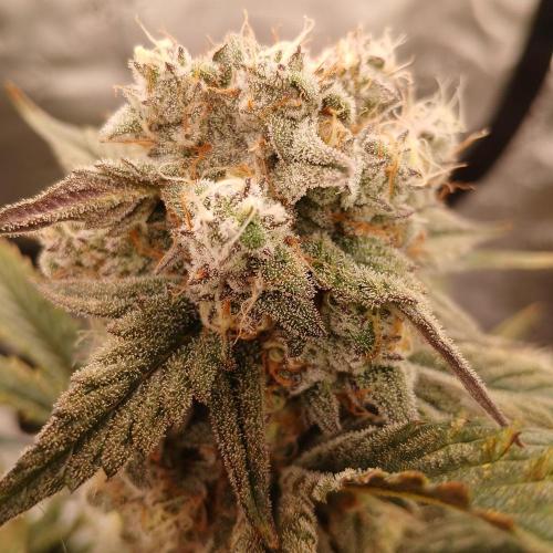 Lime O'z. Week 8