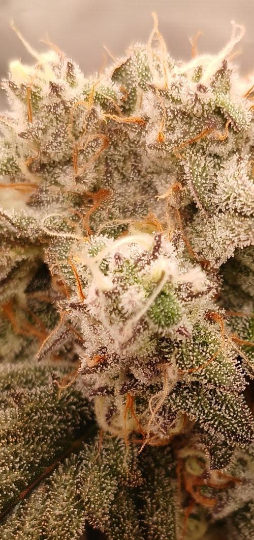 Lime O'z. Week 8