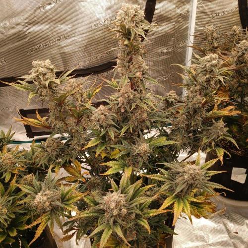 Lime O'z. Week 9