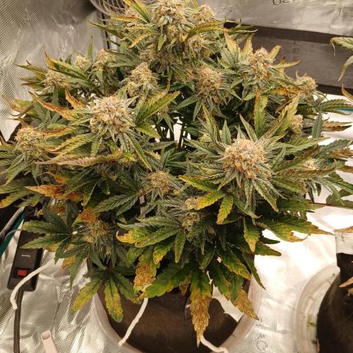 Sundae Thumper - Mephisto. Week 8