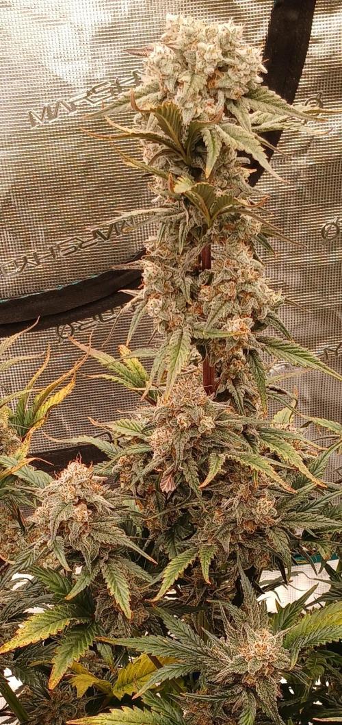 Lime O'z. Week 9