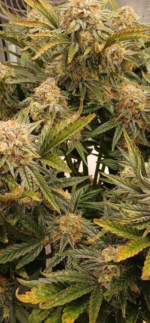 Sundae Thumper - Mephisto. Week 8