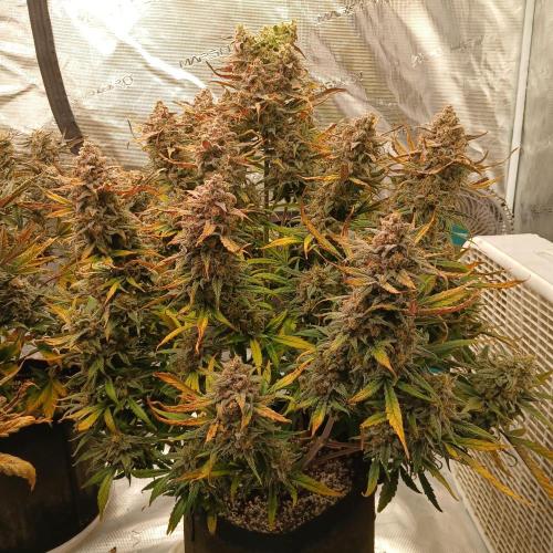 2nd Mango Smile. Week 12 - Some defoliation