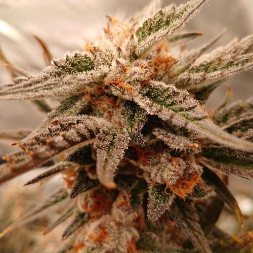 Blue Pie O'z. Week 12