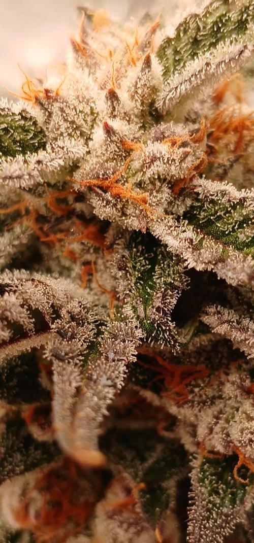 Blue Pie O'z. Week 12