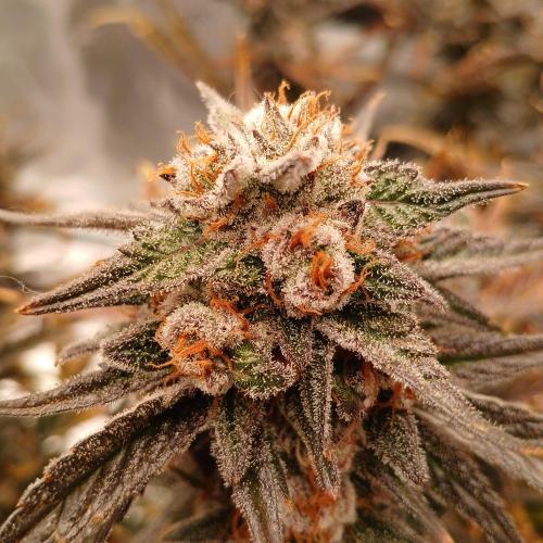 Blue Pie O'z. Week 12