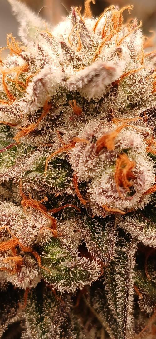 Blueberry Pie Oreoz. Week 12