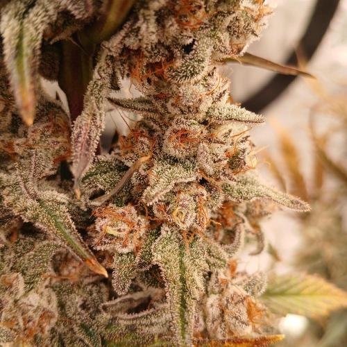 Lime O'z. Week 10