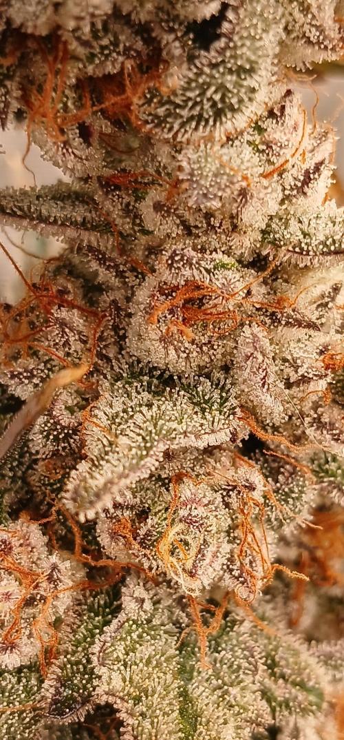 Lime O'z. Week 10