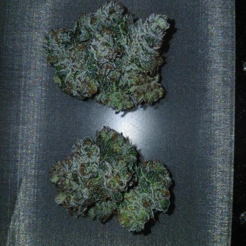 Lime O'z. Week 10