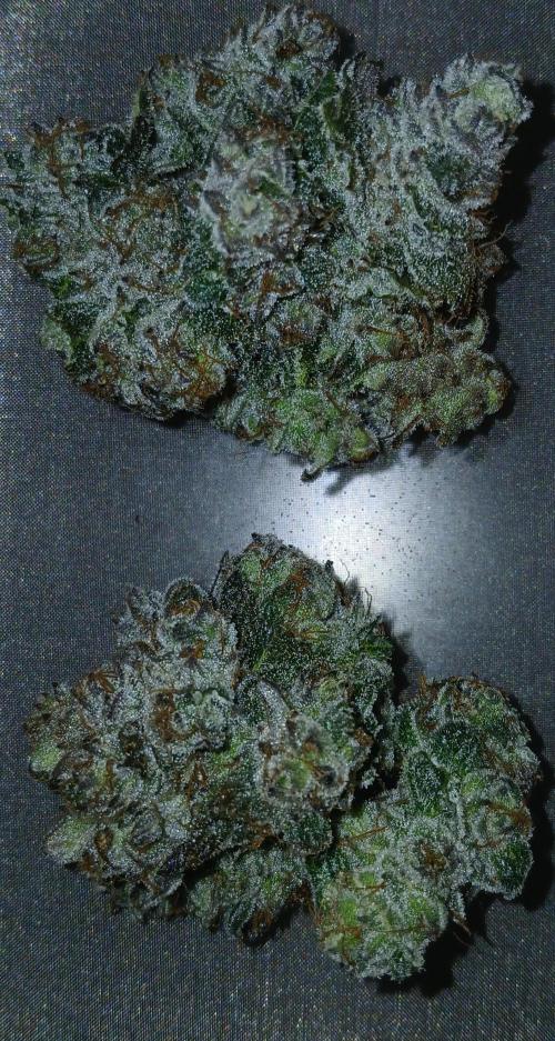 Lime O'z. Week 10