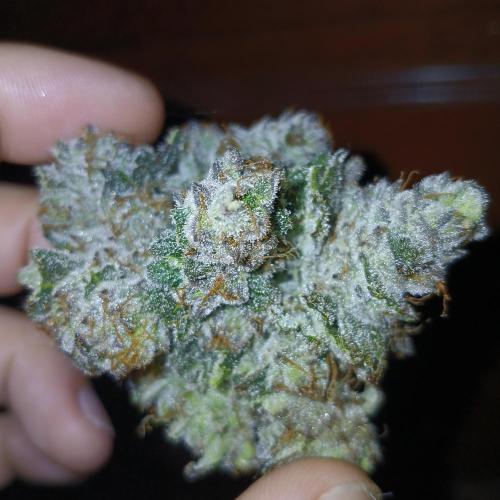 Lime O'z. Week 10