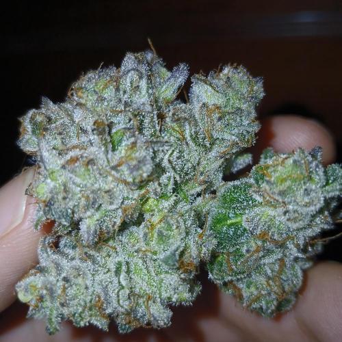Limeade Oreoz. Week 10