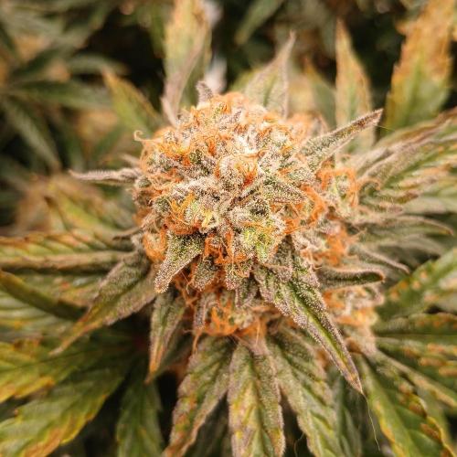 Sundae Thumper - Mephisto. Week 9