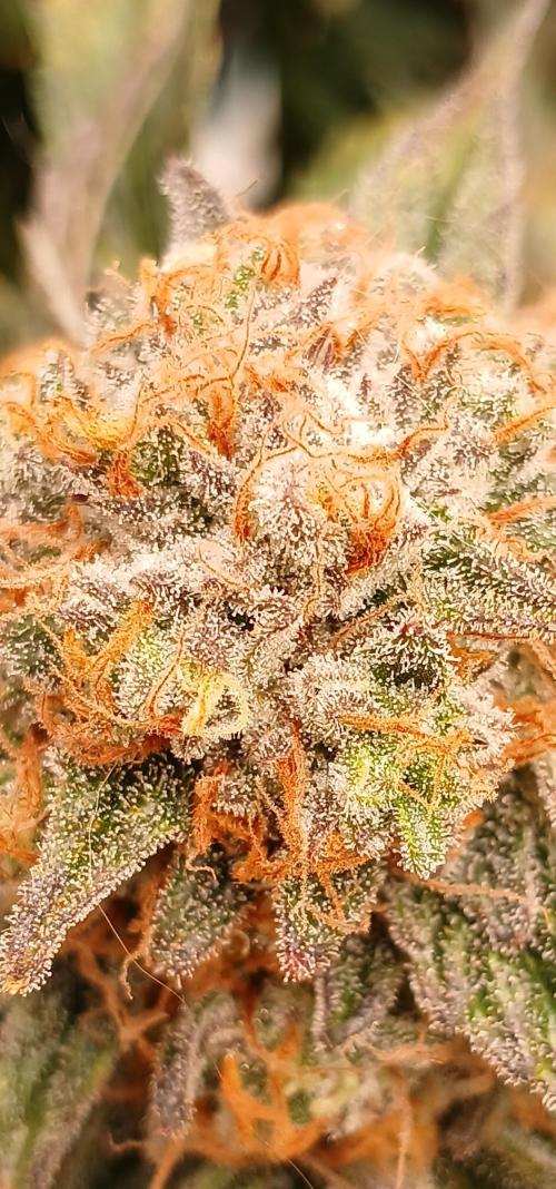 Sundae Thumper - Mephisto. Week 9