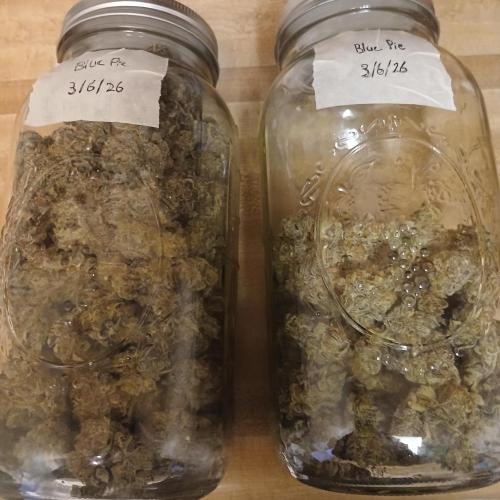 Blue Pie O'z. Week 13