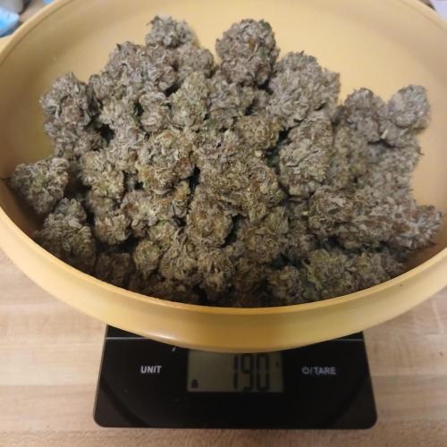 Blue Pie O'z. Week 13