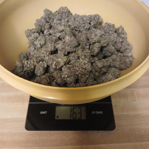 Lime O'z. Week 11