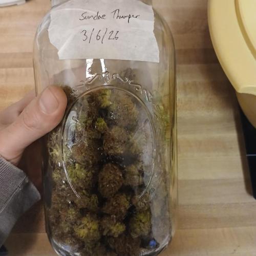 Sundae Thumper - Mephisto. Week 10