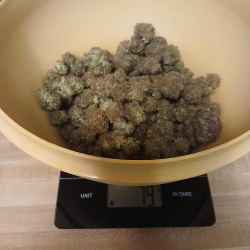 Sundae Thumper - Mephisto. Week 10