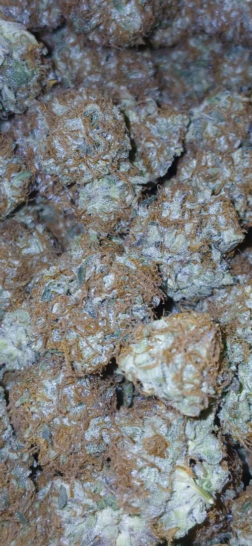 Sundae Thumper - Mephisto. Week 10