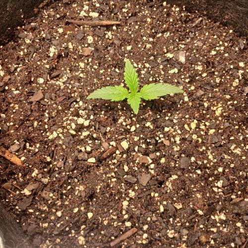 Dodgy Jammers. Week 2 - Day 8