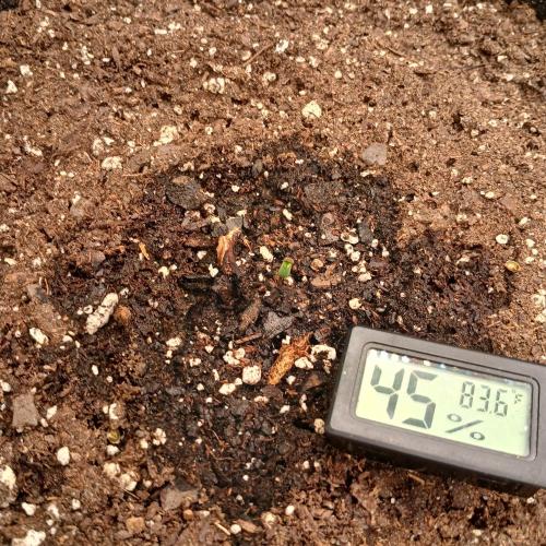 Mango Runtz. Week 1 - Day 0