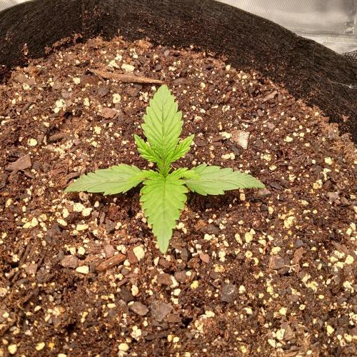 Dodgy Jammers. Week 2 - Day 10