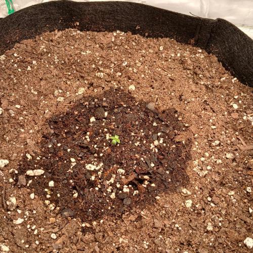 Mango Runtz. Week 1 - Day 1
